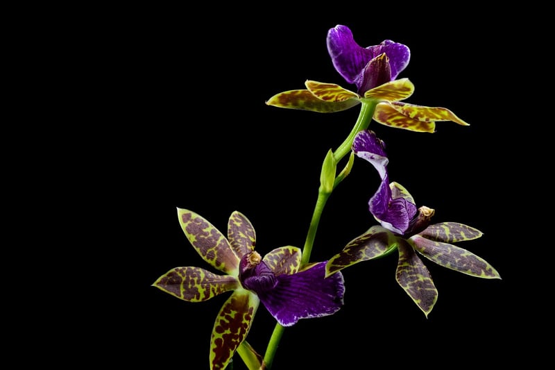 Whispersong Orchid