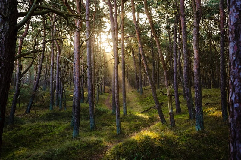Whispering Grove