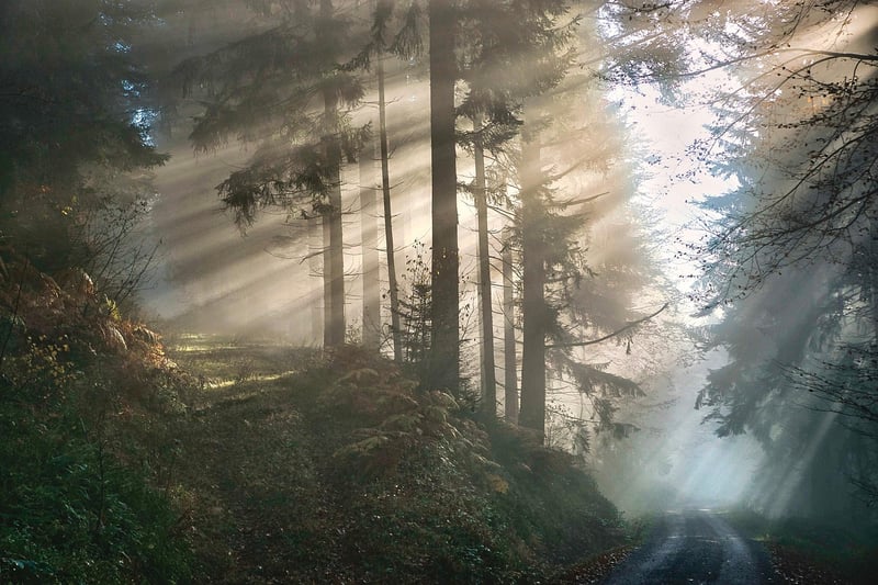 Twilight Trail